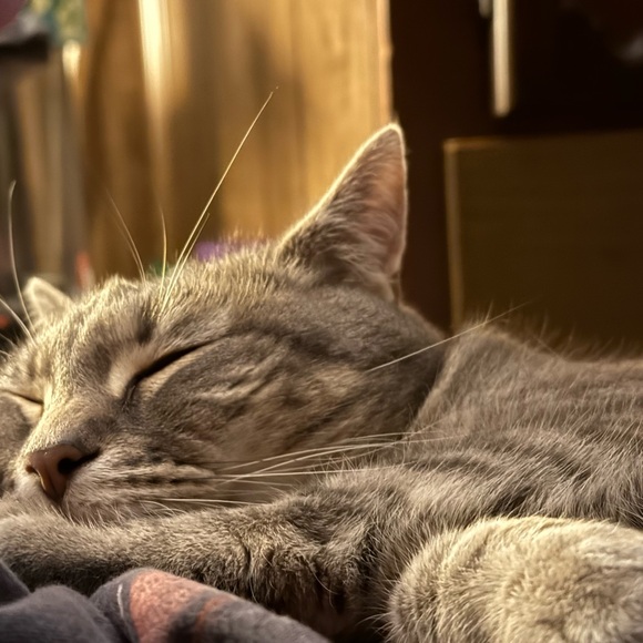 Meet your Posher, Anjanette - Picture 2 of 14